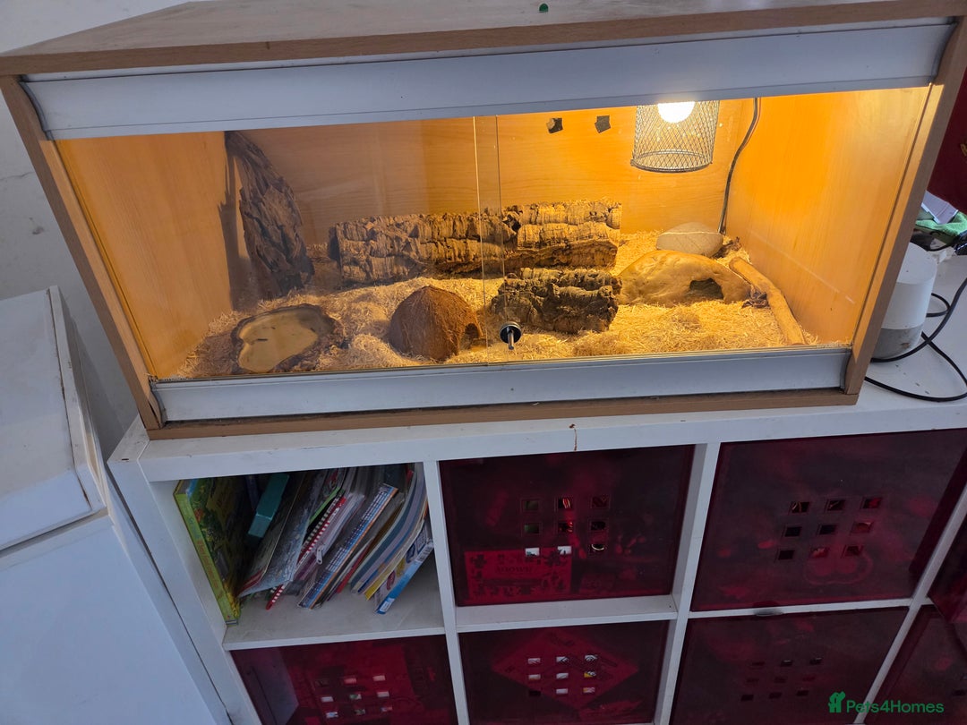 Corn Snake reptiles for sale: corn snake  - Image 6