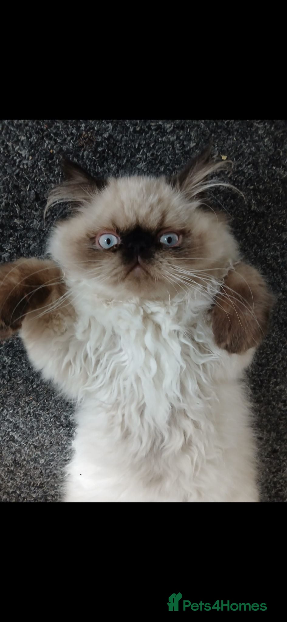 Persian cats Persian male, 4 months old - Advert 1