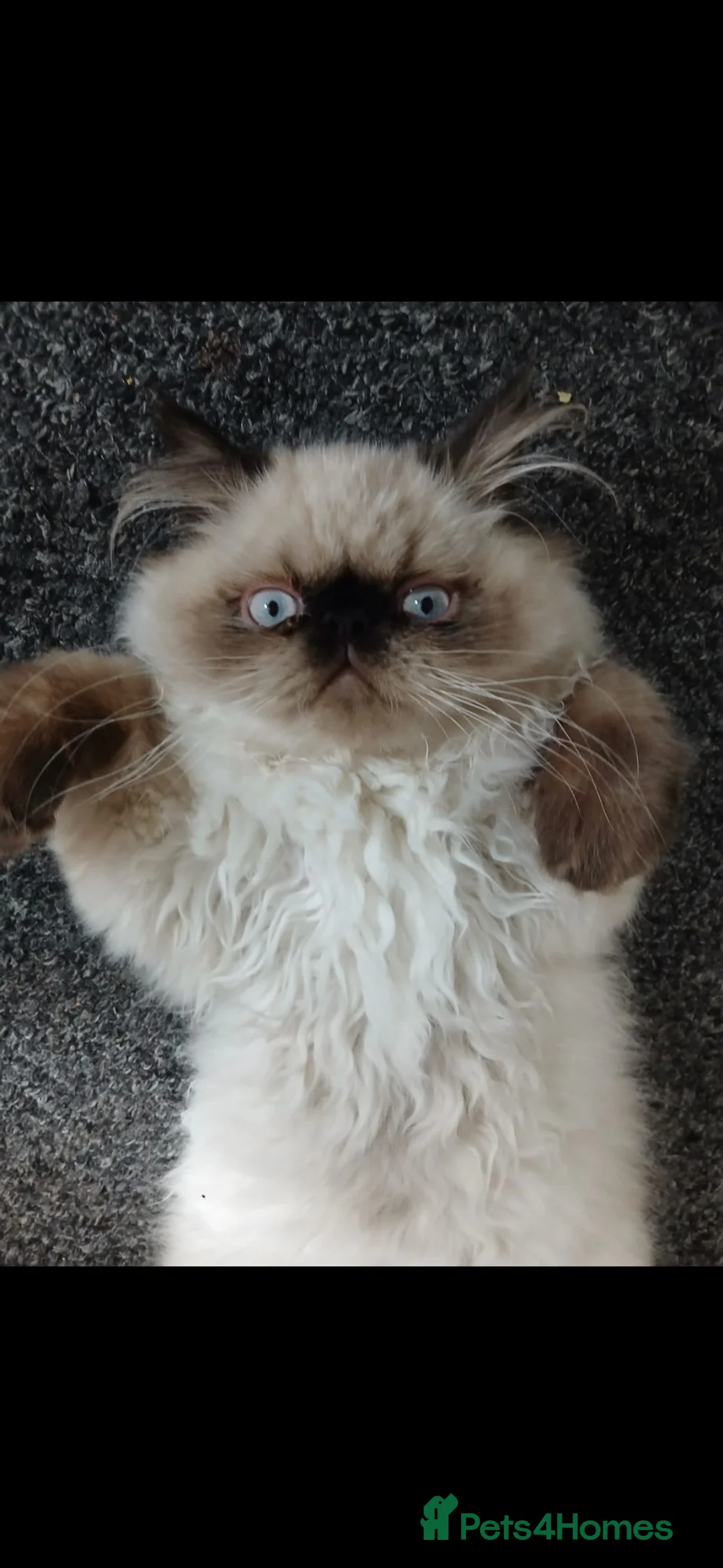 Persian cats for sale: Persian male, 4 months old - Advert 1