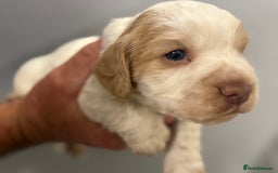 Cocker Spaniel dogs for sale: Last pup Working Cocker Spaniel Puppies! 🐶 in Chatteris - Image 17