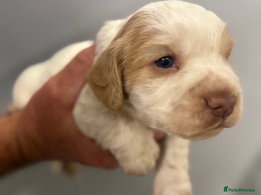 Cocker Spaniel dogs for sale: Last pup Working Cocker Spaniel Puppies! 🐶 in Chatteris - Image 17