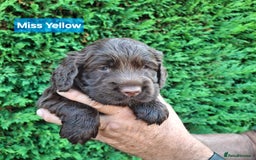 Mixed Breed dogs for sale:  Rare Little Glossy Chunks of Spaniel - Image 12