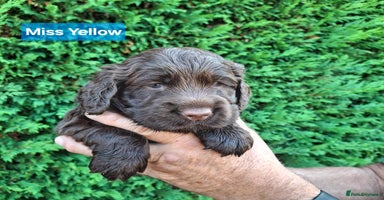 Mixed Breed dogs - Advert 15