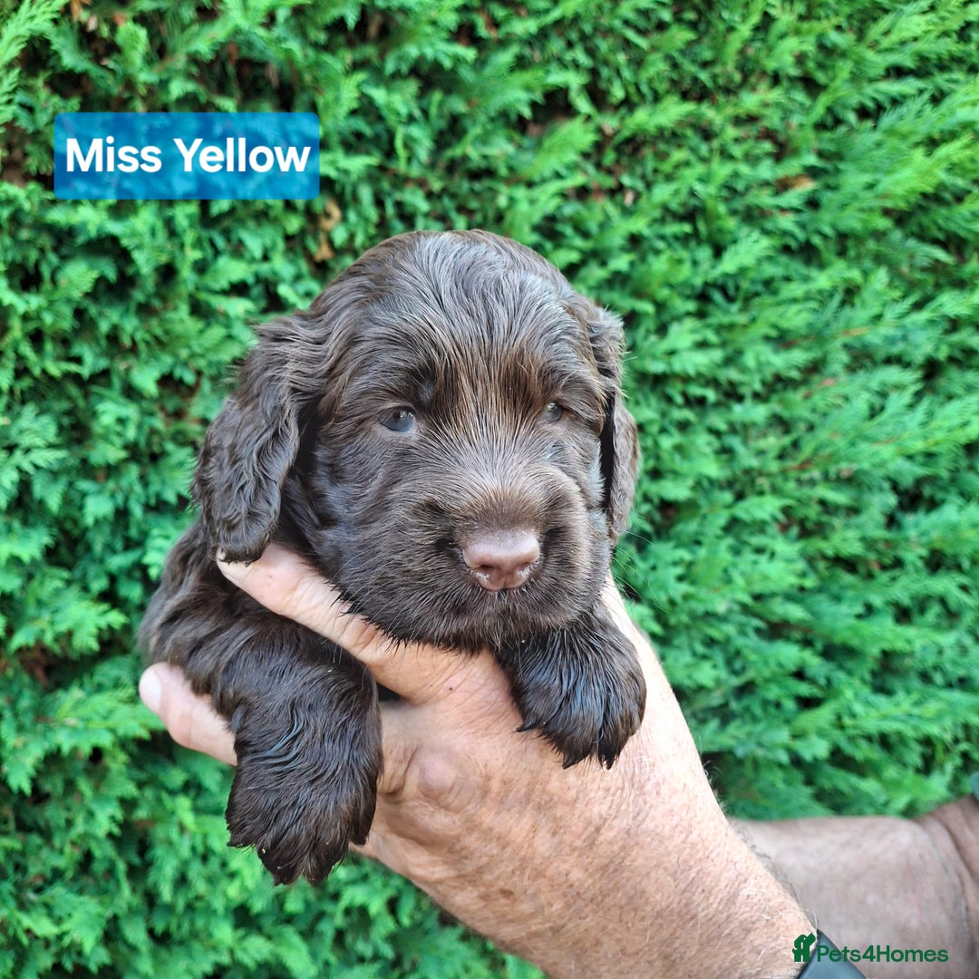 Mixed Breed dogs for sale:  Rare Little Glossy Chunks of Spaniel - Image 12