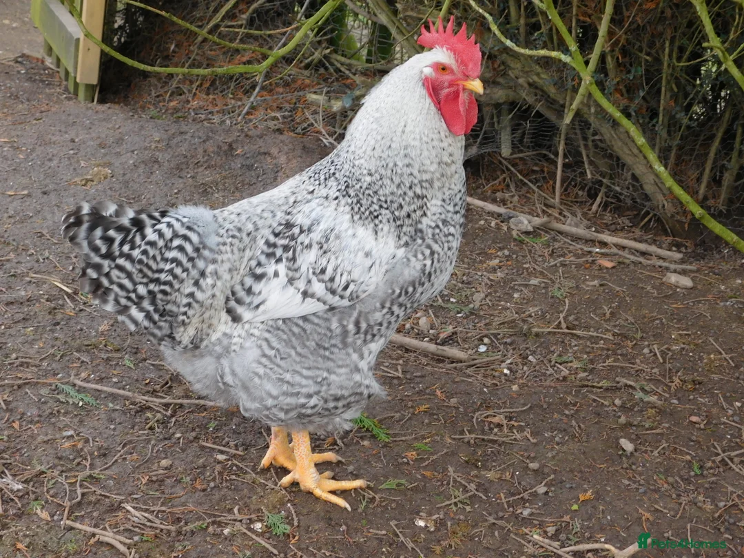 Chickens poultry for sale: Trio of 2025 Silver Bielefelders POL - Advert 5