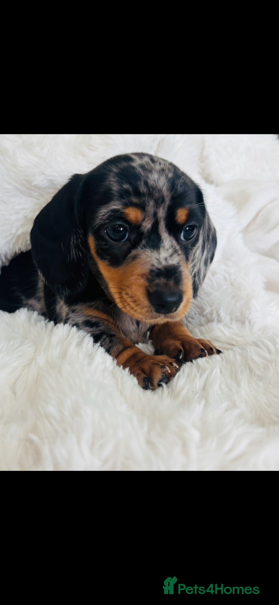 Miniature Dachshund dogs Miniature smooth coated Dacshund’s  - Advert 1