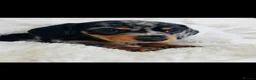 Miniature Dachshund dogs for sale: Miniature smooth coated Dacshund’s  - Advert 19