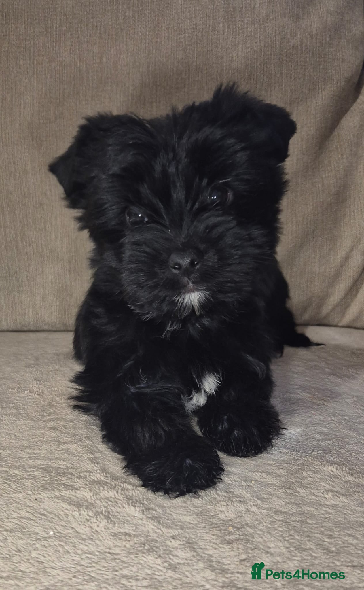 Yorkshire Terrier dogs Black yorkshire-terrier female  - Advert 1