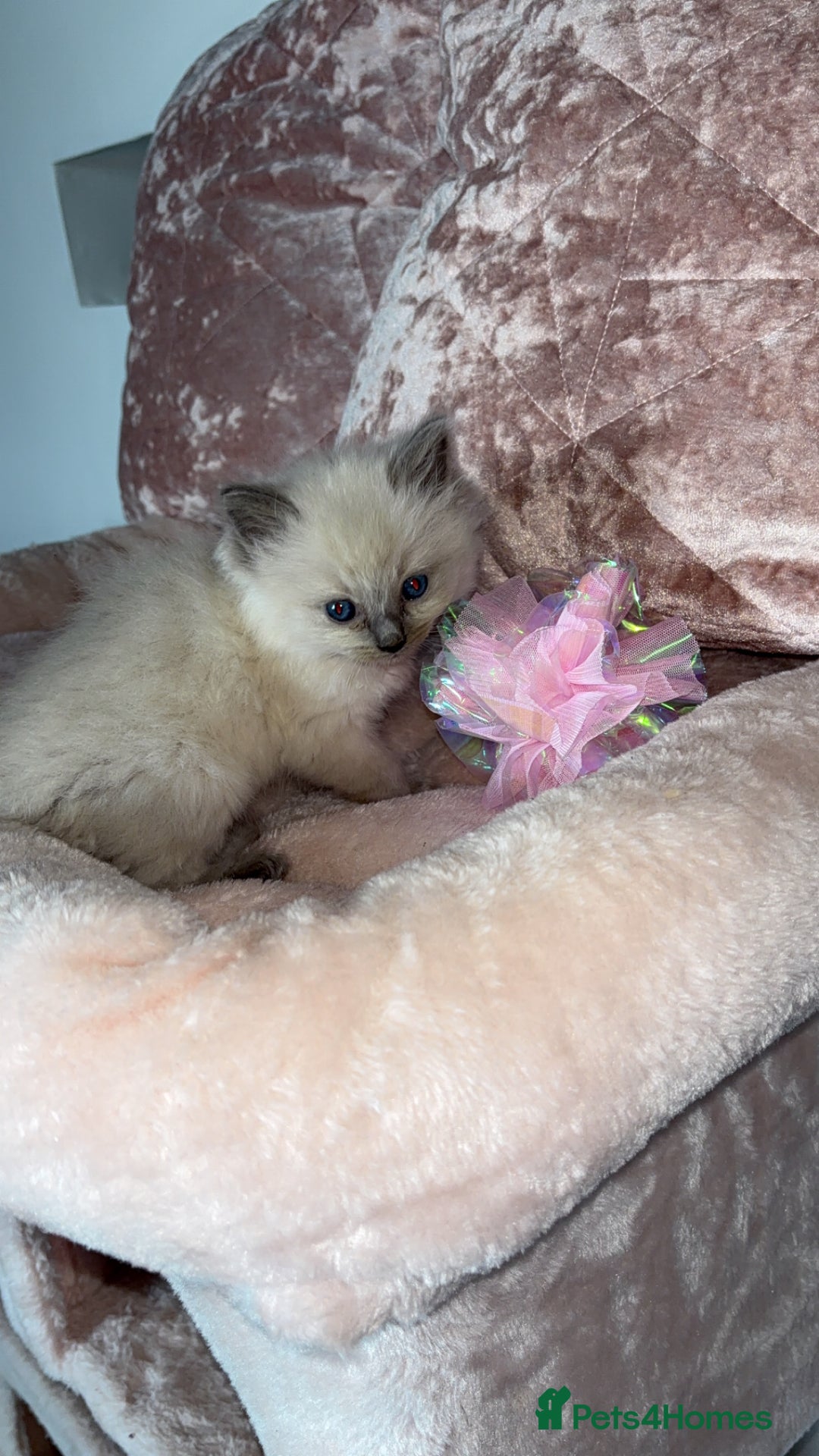 Ragdoll cats for sale: 🌸pedigree Ragdoll babies, reduced🌸 - Image 6