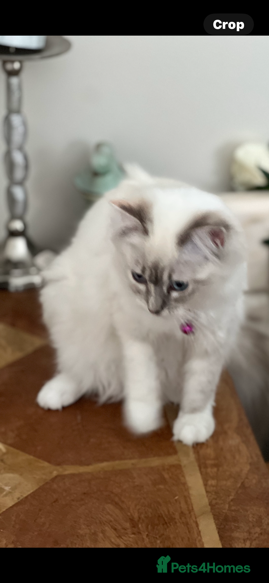 Ragdoll cats for sale: Blue mitted and bicolour ragdolls - Image 23