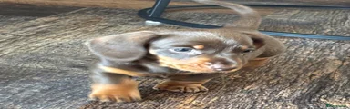 Miniature Dachshund Puppy 1