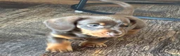 Miniature Dachshund dogs for sale: **Offers** Miniature Dachshund KC registered  - Advert 11