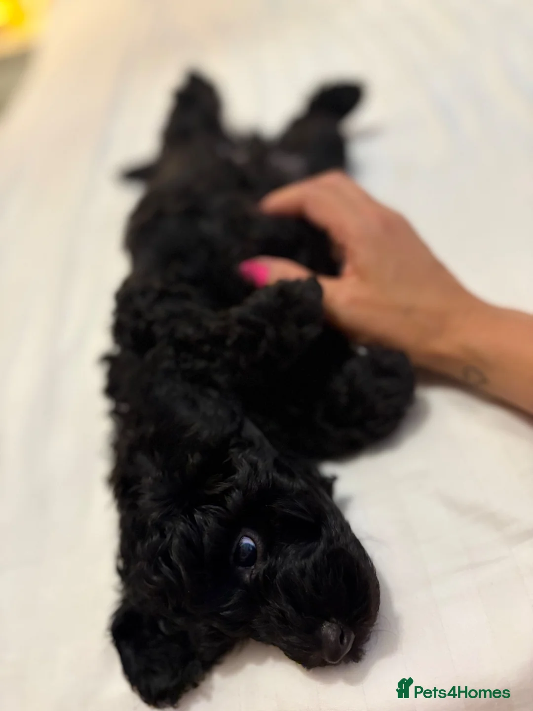 Bordoodle dogs for sale: Miniature Bordoodle Puppies F1BBB in South Shields - Advert 2