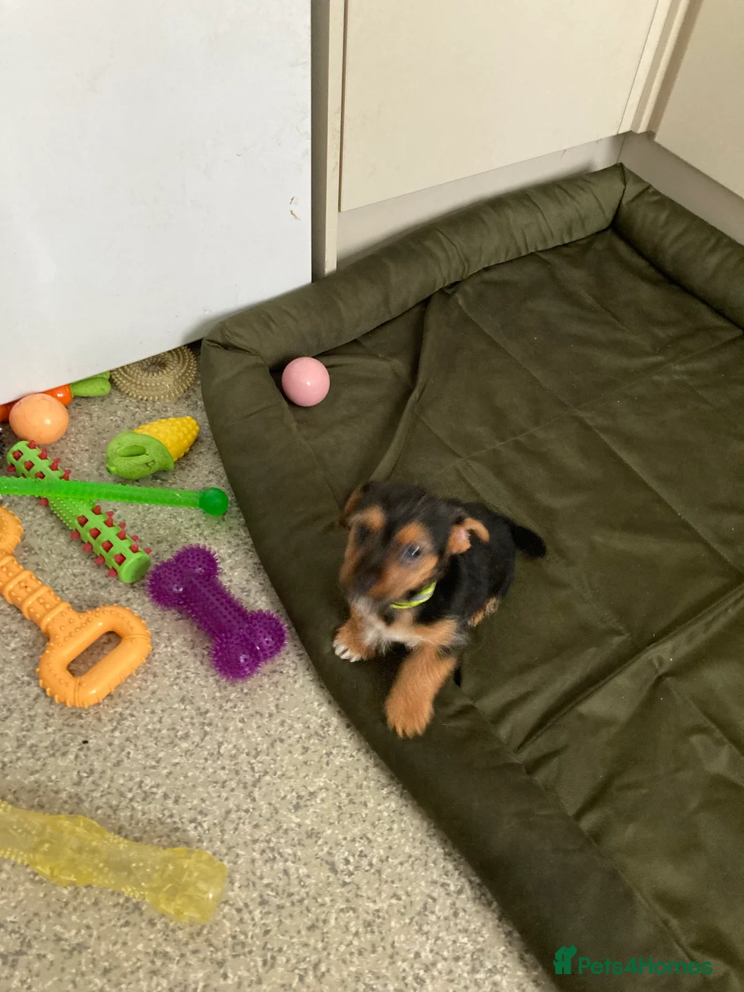 Jack Russell dogs for sale: Jack Russell  - Advert 12