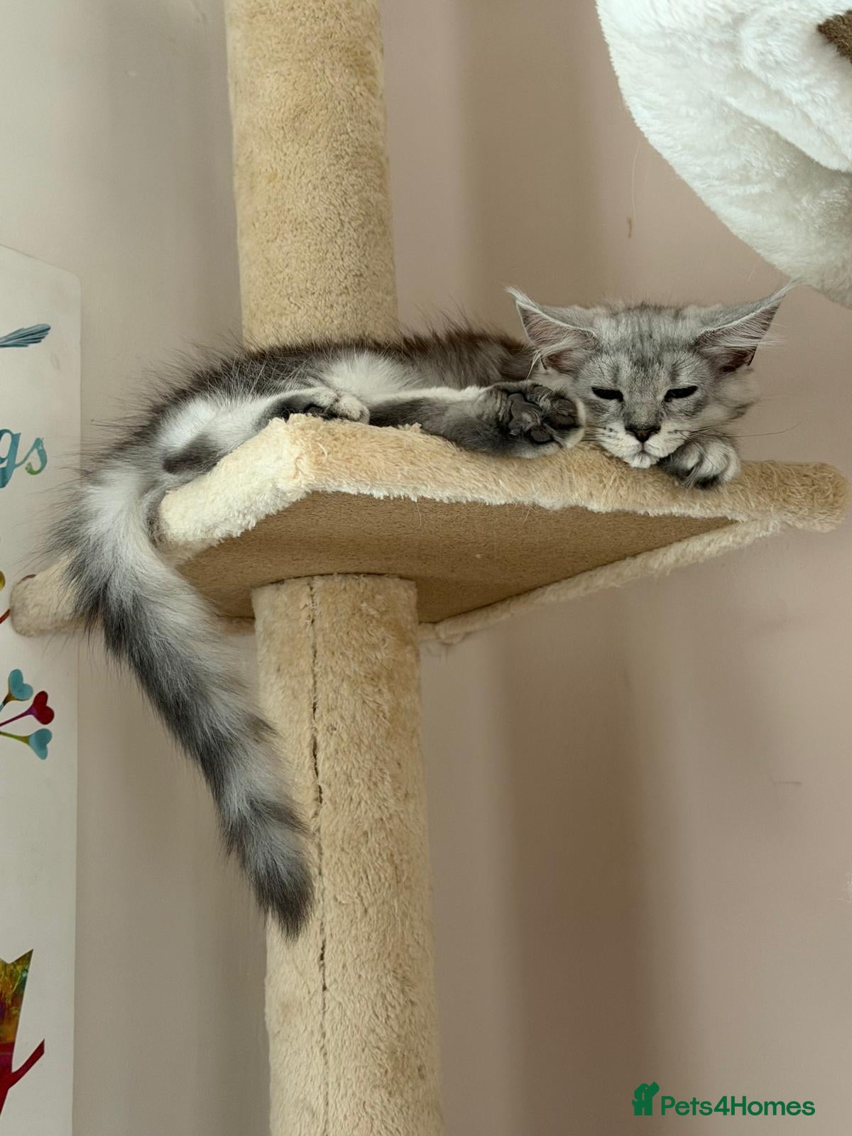 Maine Coon cats Fluffy, friendly pedigree maine coon kittens  - Advert 2