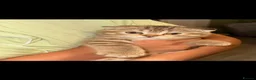 Scottish Fold cats for sale: Gucci – Female Scottish Fold Kitten 🩷 - Advert 5