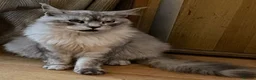 Maine Coon cats for sale: Four gorgeous Maine Coons left! - Advert 7