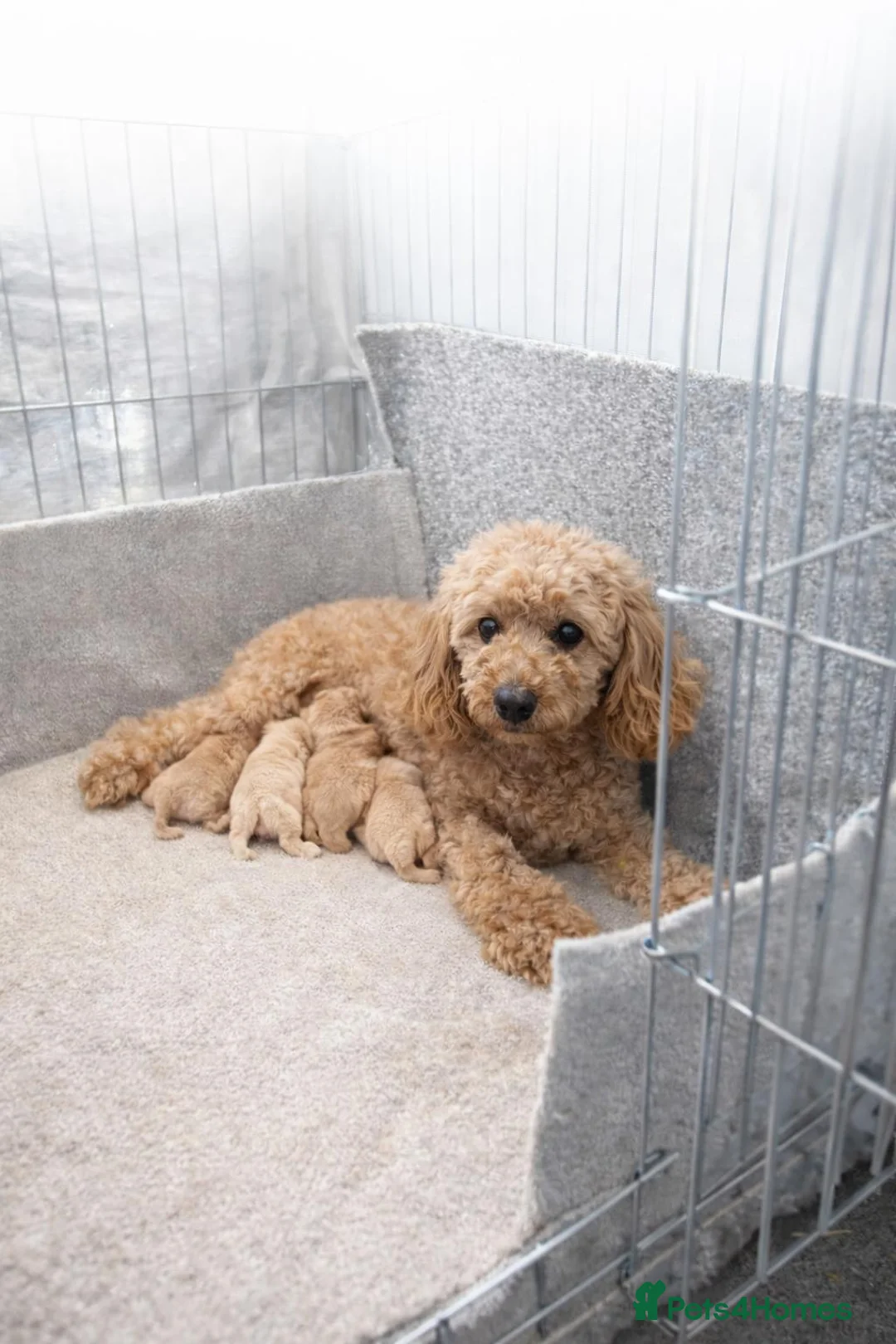 Maltipoo dogs for sale: Korean Maltipoo - Advert 8