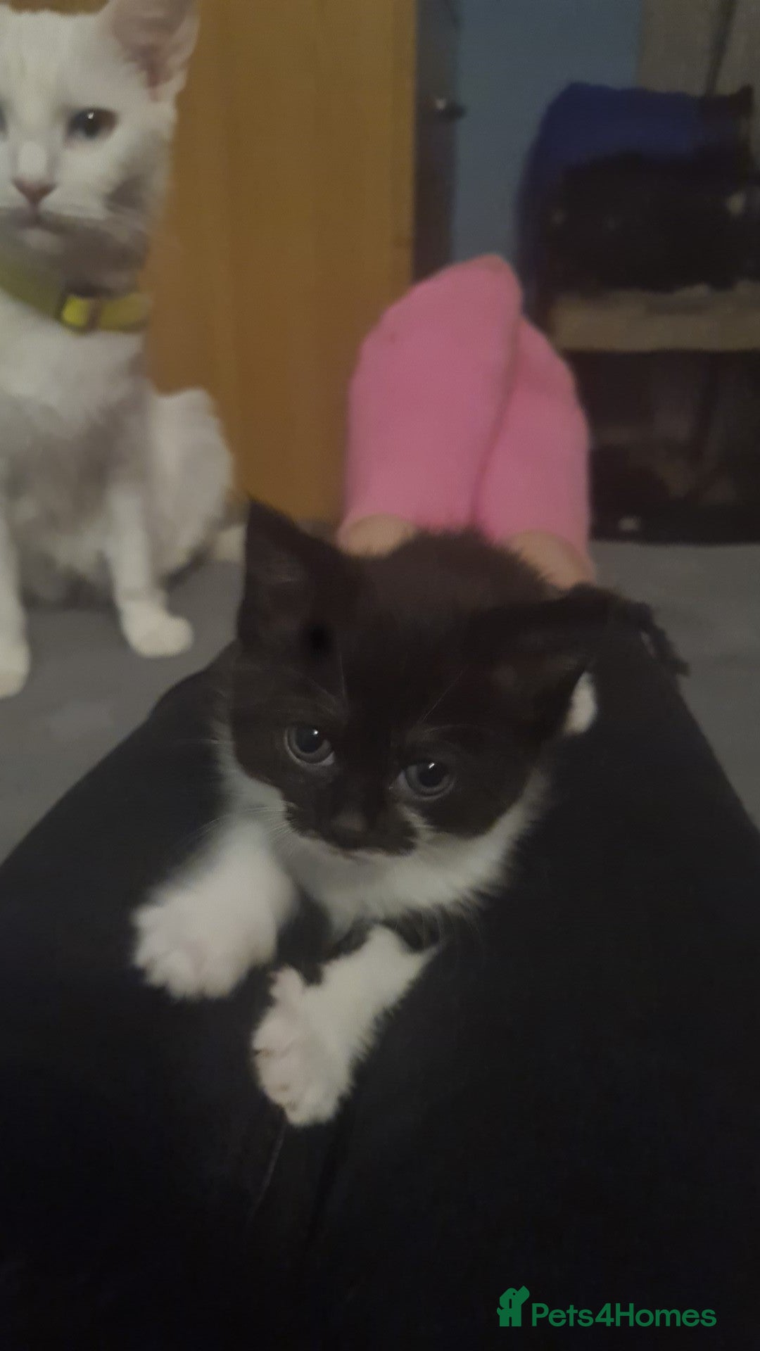 Mixed Breed cats Calico  - Advert 2