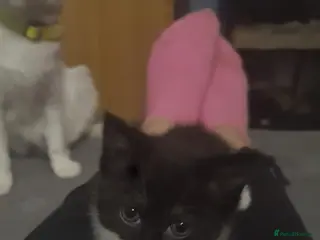 Mixed Breed cats Calico - Advert 1