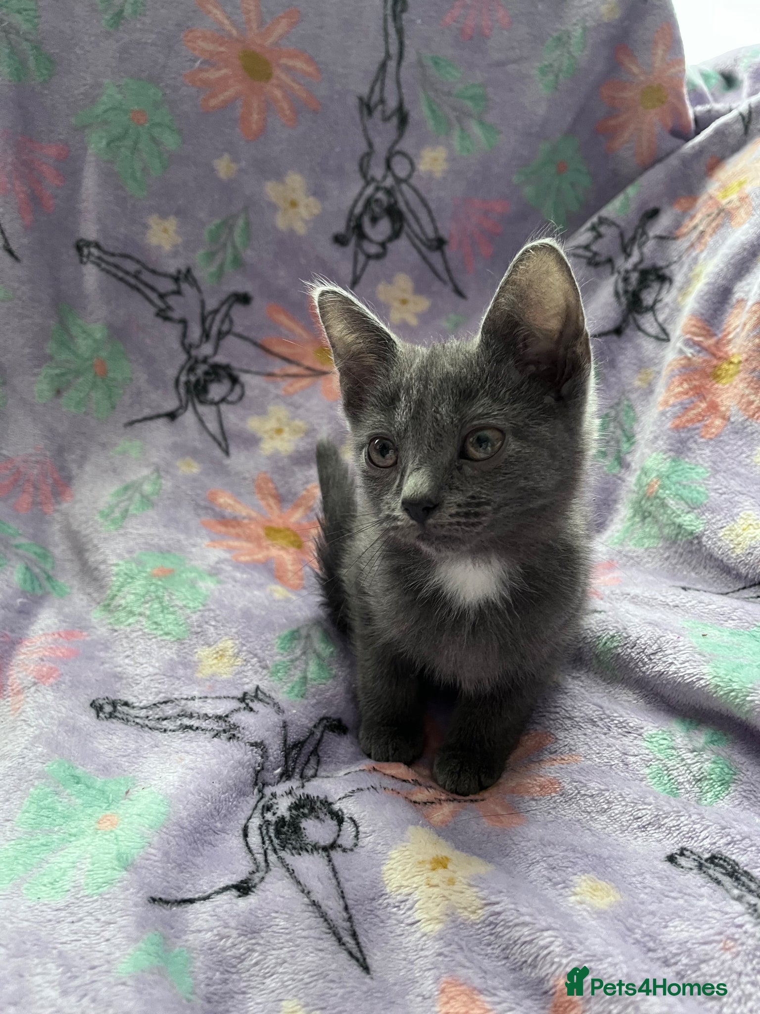 Russian Blue cats for sale: Female Blue Kitten  - Advert 2