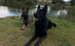 German Shepherd dogs for sale: Working Line German Shepherd Puppies – Cornwall - Image 16
