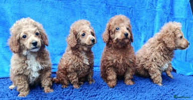 Toy Poodle dogs - Advert 5