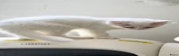 Turkish Van cats for sale: Turkish Van Kittens – Ready for Loving Homes - Advert 13