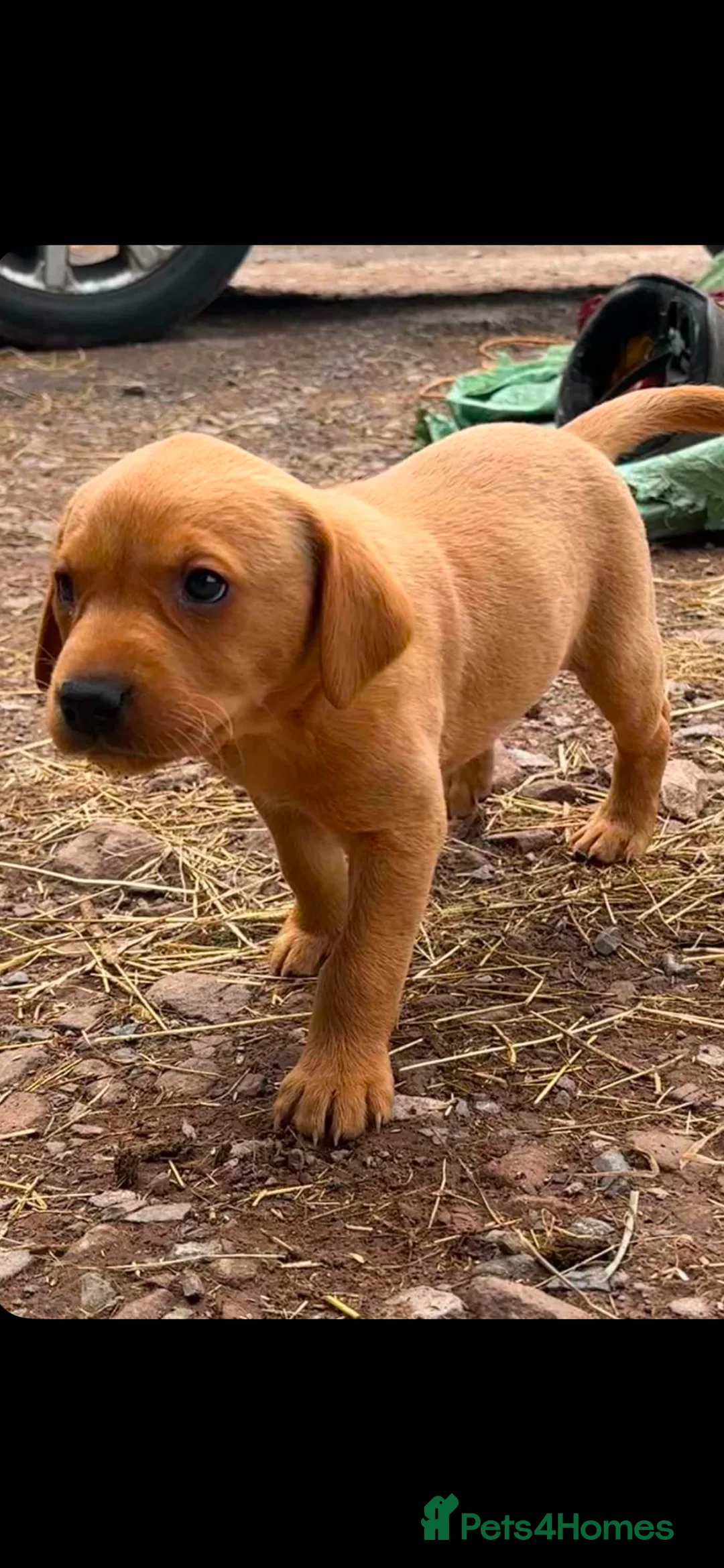 Labrador Retriever dogs for sale: Labrador puppies  - Advert 6