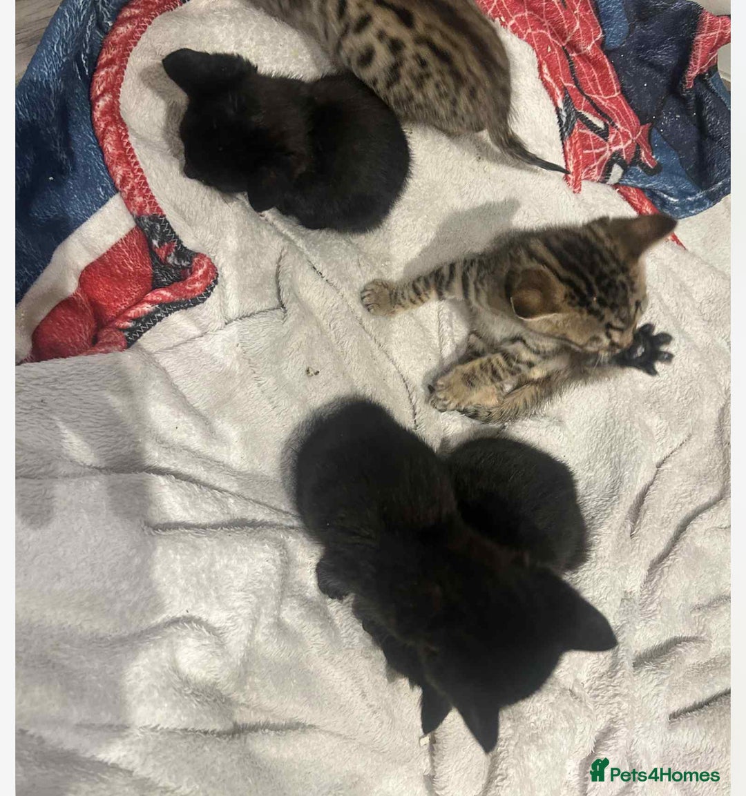 Savannah cats for sale: 2 black smoke Savanna's left f3 need a home asap  - Advert 6