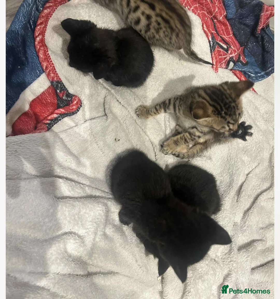 Savannah cats for sale: 2 black smoke Savanna's left f3 need a home asap  - Advert 6
