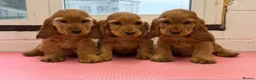 Cocker Spaniel dogs for stud: Nelson show cocker STUD  - Advert 2