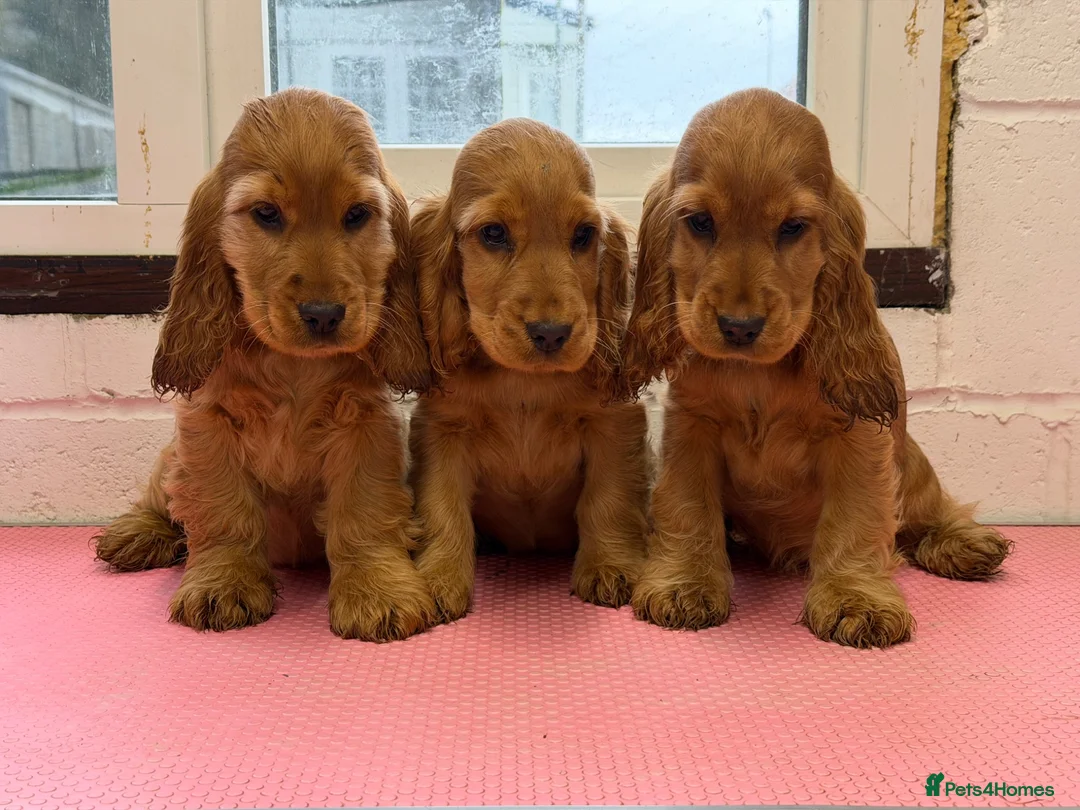 Cocker Spaniel dogs for stud: Nelson show cocker STUD  - Advert 2