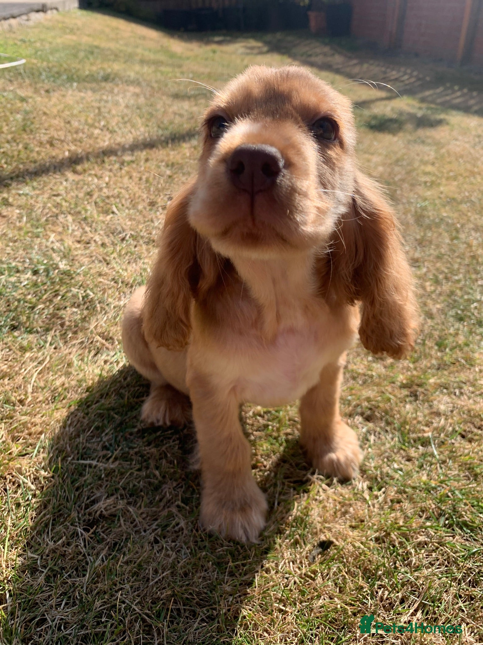 Cocker Spaniel dogs Show type cocker spaniel puppy’s  - Advert 2