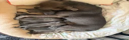 Staffordshire Bull Terrier dogs for sale: KC-Quality,Champion Bloodline,Blue Staffy Pups - Advert 26
