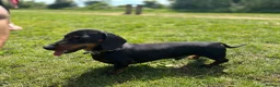 Miniature Dachshund dogs for sale: KC pedigree Mini Dachshund puppies - Advert 3