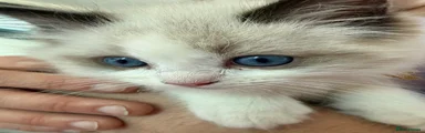 Ragdoll Kitten 2 prince charming