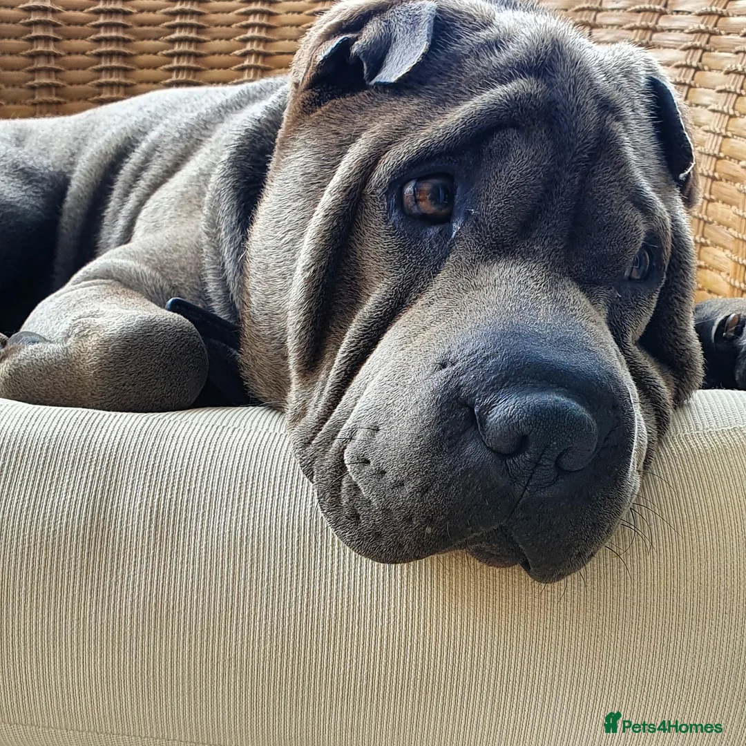 Shar Pei dogs for stud: Gus- Beautiful blue horse coat for stud in Billericay - Advert 11