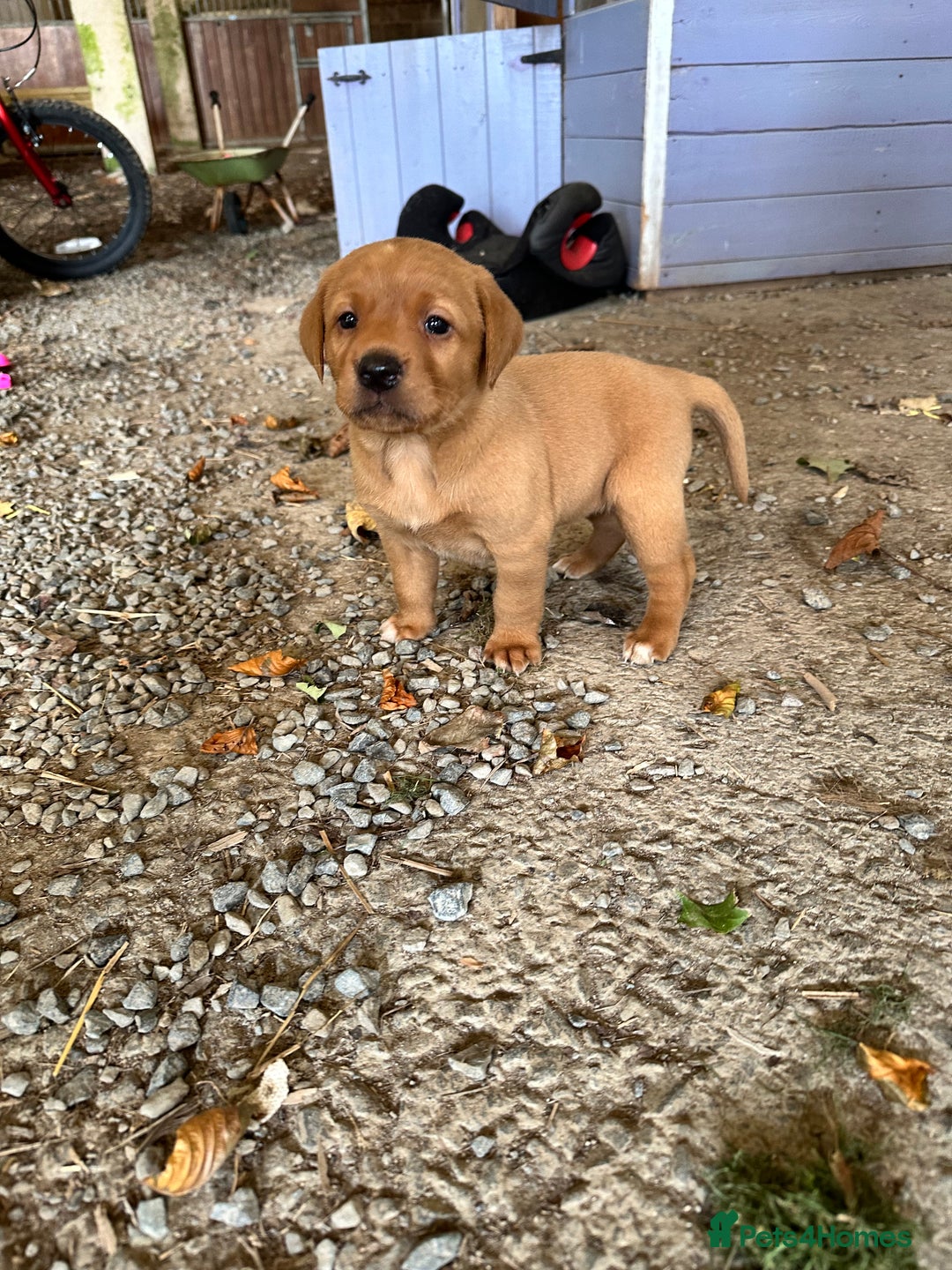 Labrador Retriever dogs for sale: Stunning Fox red labradors - Image 8