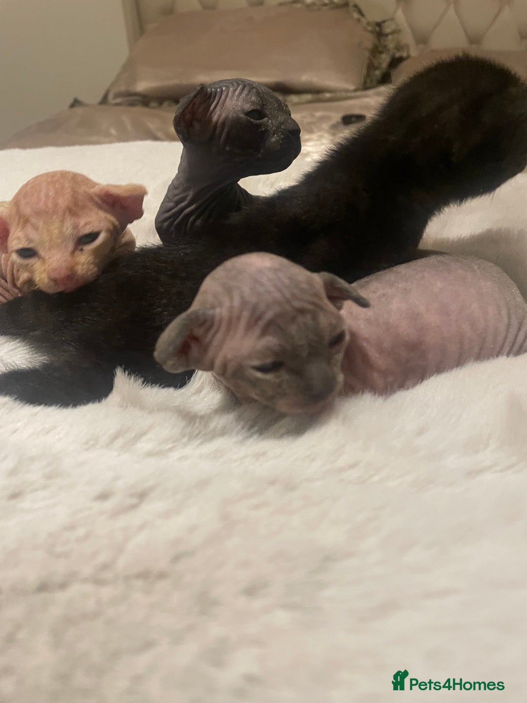 Sphynx cats for sale: Beautiful Sphynx cross orinetal kittens  - Advert 16