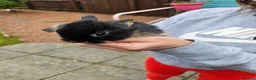 Mixed Breed rabbits for sale: Rex X mini lop bunnies in Hamilton - Advert 6