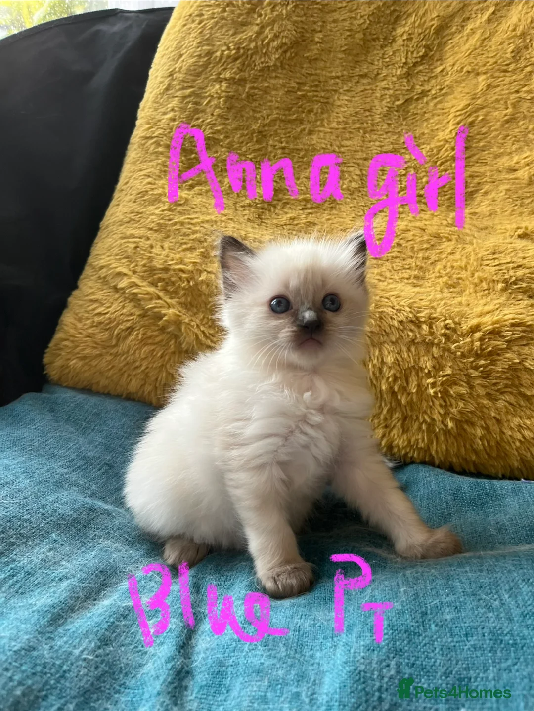 Ragdoll cats for sale: Pure ragdoll GCCF mom’s kittens for sale - Advert 16