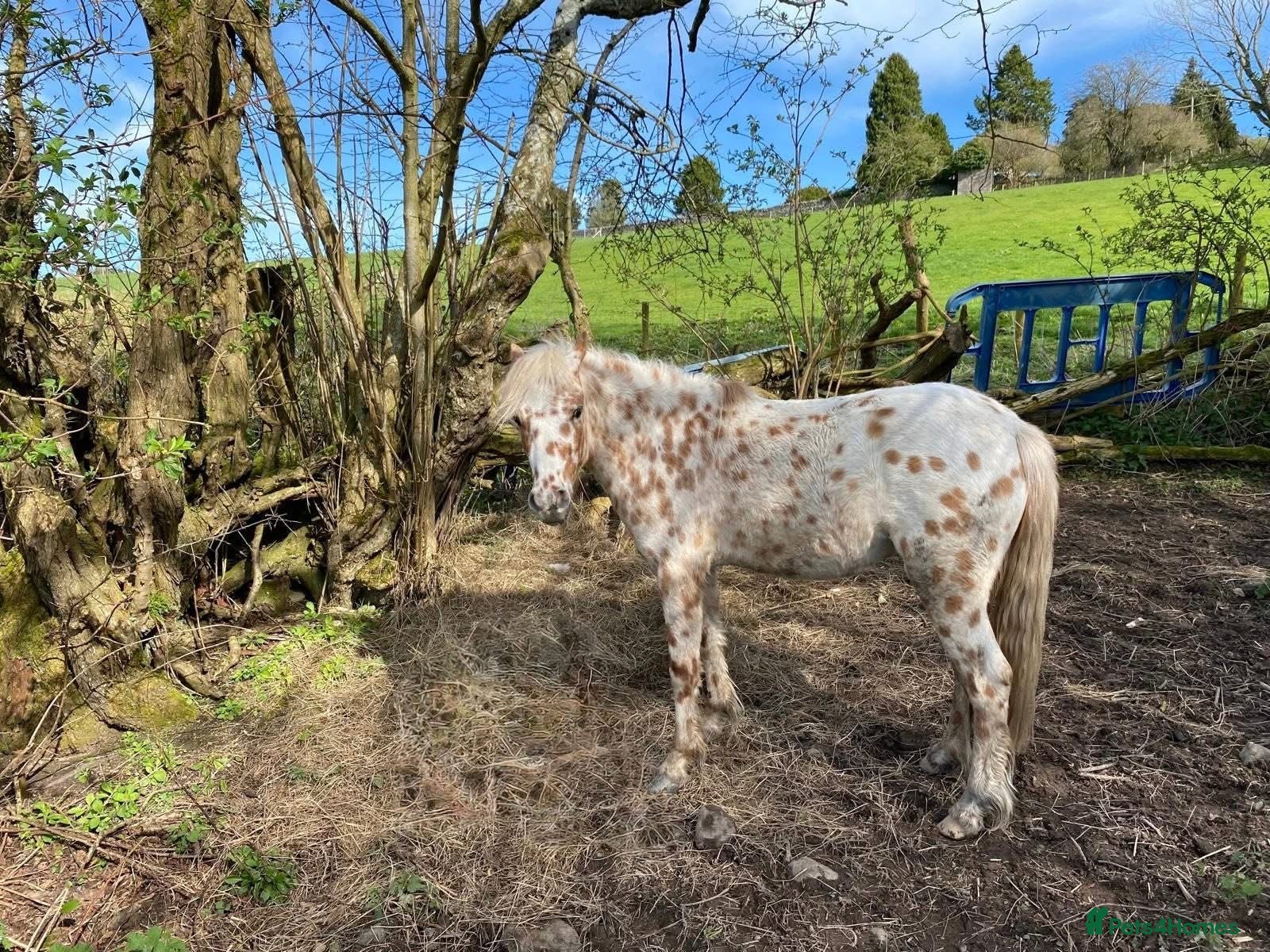 Other Breed horses for sale: 12hh British spotted pony  in Corwen - Advert 3