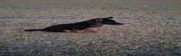 German Shepherd dogs for sale: Reluctant sale of our GSD - Advert 7