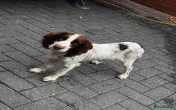 Cocker Spaniel dogs for sale: Cocker spaniel  - Image 2