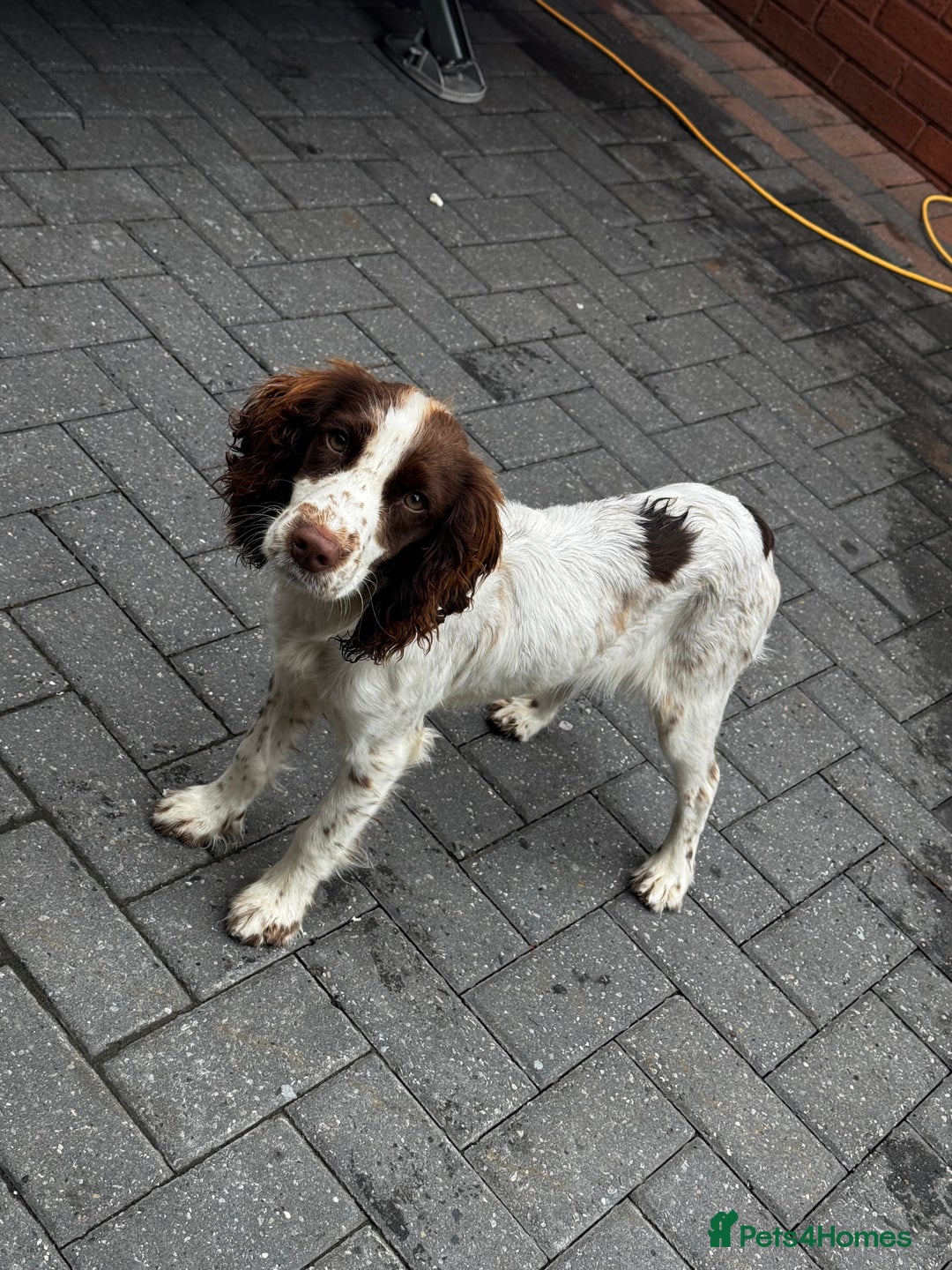 Cocker Spaniel dogs for sale: Cocker spaniel  - Image 2