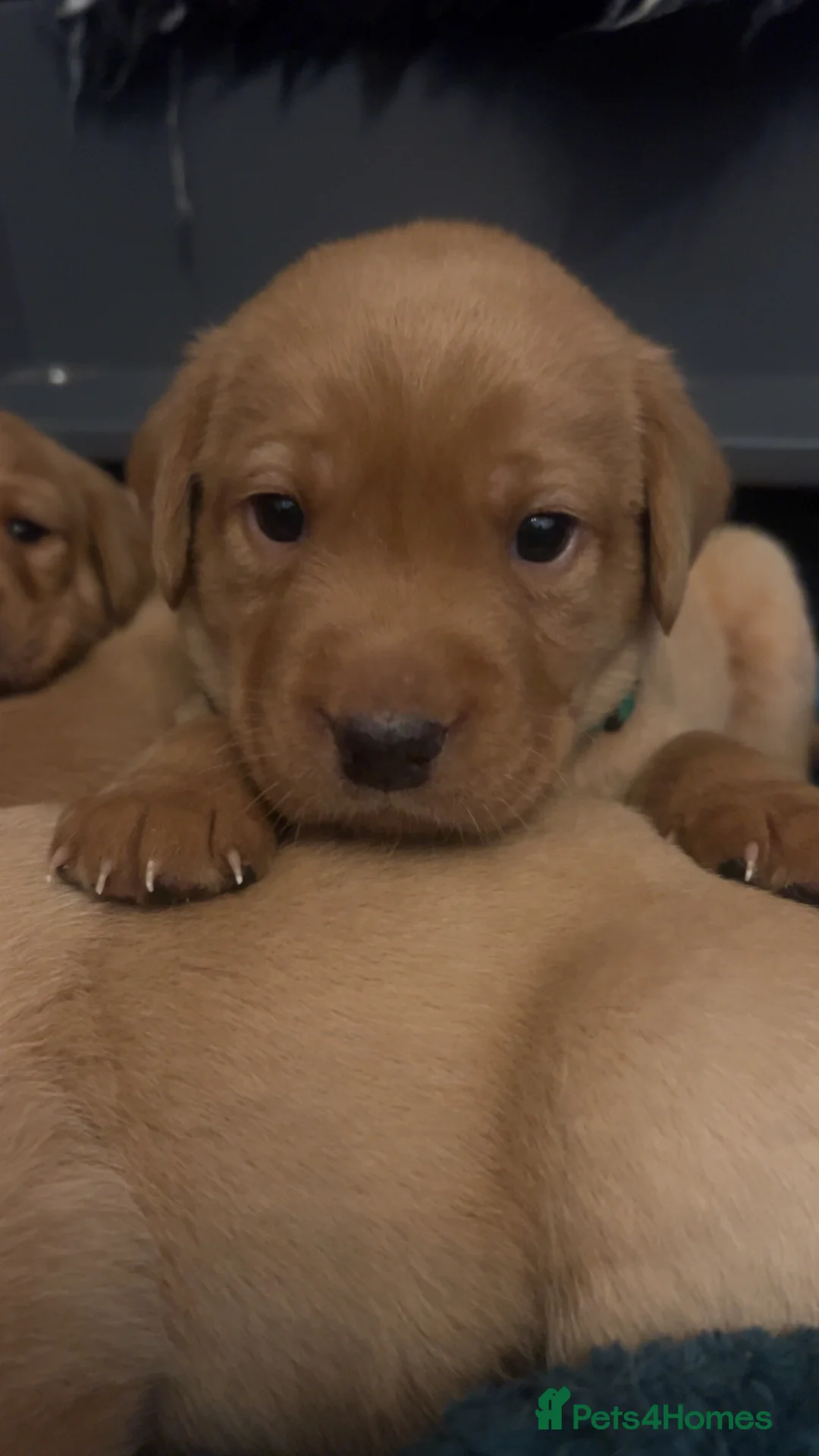 Labrador Retriever dogs for sale: Fox red lab pups for sale  - Advert 14