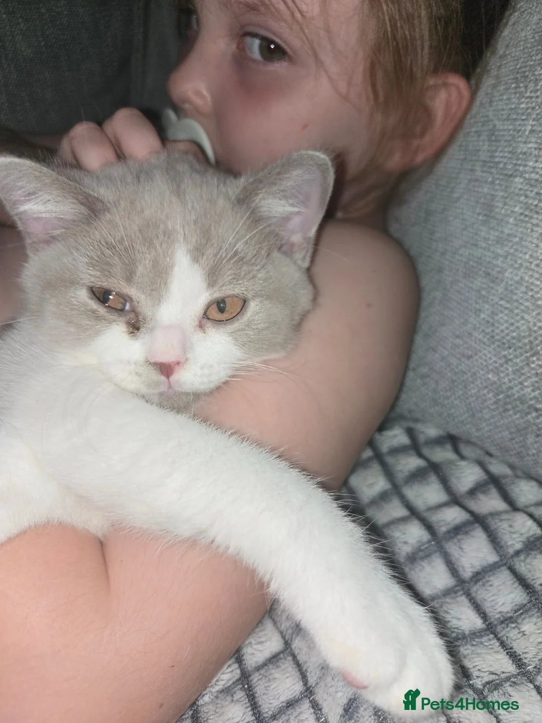 British Shorthair cats for sale: Olny 1 boy left ready now  - Advert 2