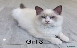 Ragdoll cats for sale: Ragdoll kittens for sale - Image 13