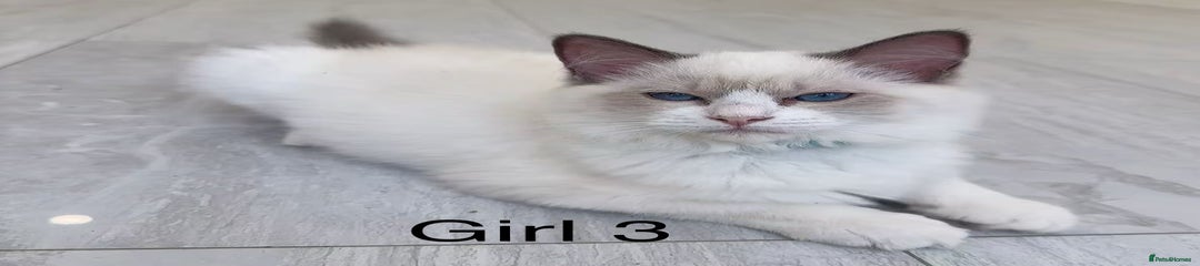 Ragdoll Kitten 1